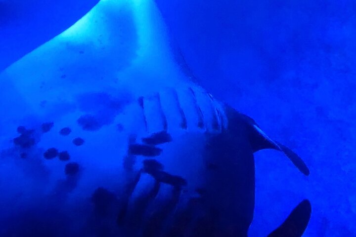 Big Island: Manta Ray Night Snorkeling Adventure in Kailua-Kona