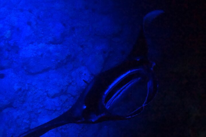 Big Island: Manta Ray Night Snorkeling Adventure in Kailua-Kona