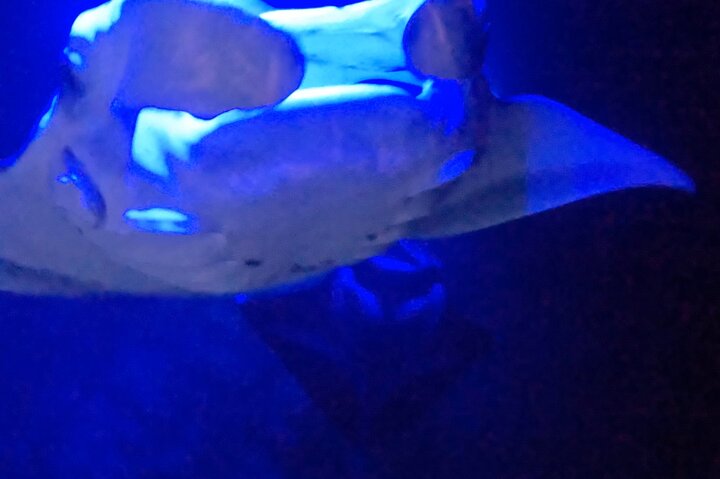Big Island: Manta Ray Night Snorkeling Adventure in Kailua-Kona