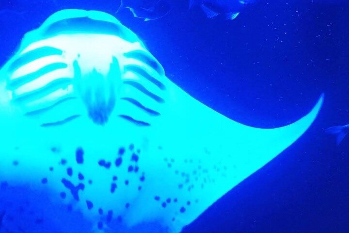 Big Island: Manta Ray Night Snorkeling Adventure in Kailua-Kona