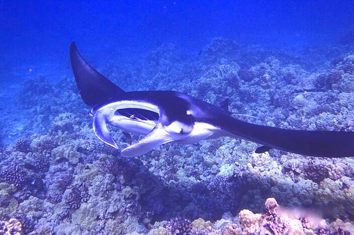 Big Island: Manta Ray Night Snorkeling Adventure in Kailua-Kona