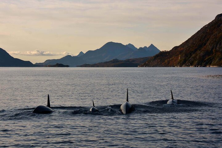 Lofoten RIB Sea Eagle Safari and Trollfjord Cruise