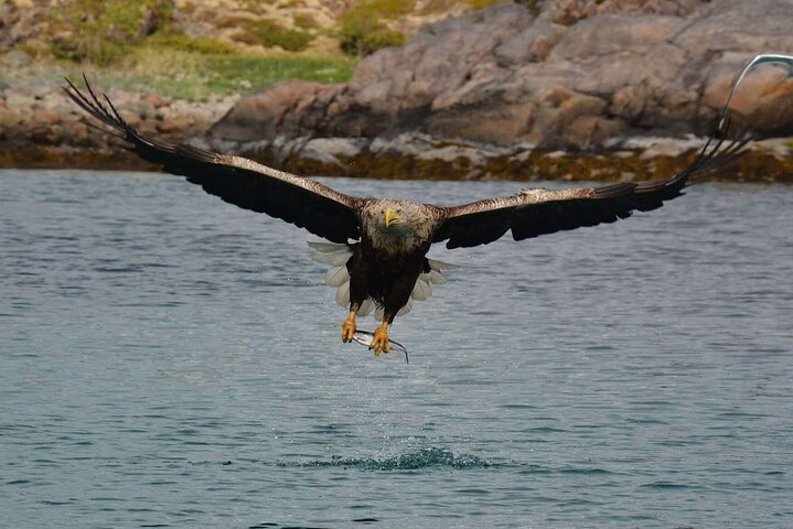 Lofoten RIB Sea Eagle Safari and Trollfjord Cruise