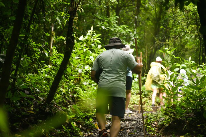 Tropical Rainforest, Hanging Bridges And Jungle Sloths Sanctuary