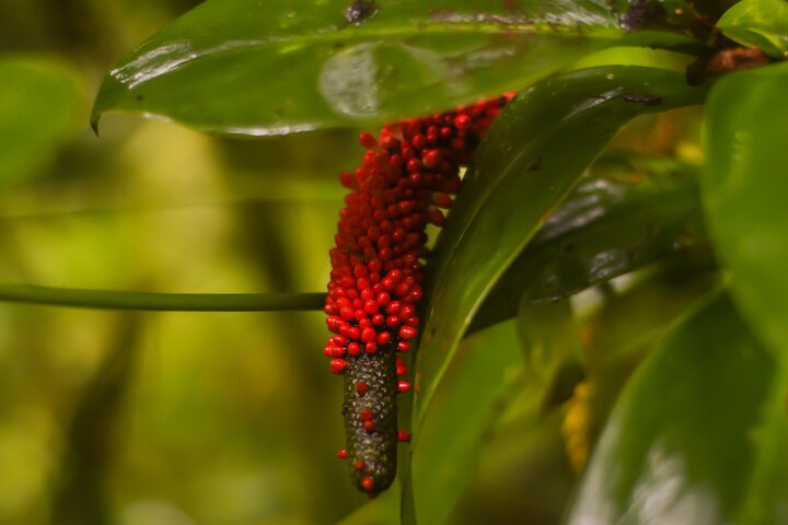Tropical Rainforest, Hanging Bridges And Jungle Sloths Sanctuary