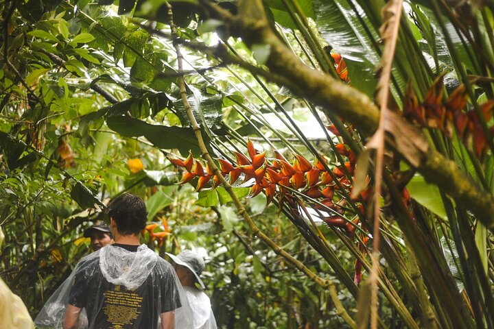 Tropical Rainforest, Hanging Bridges And Jungle Sloths Sanctuary