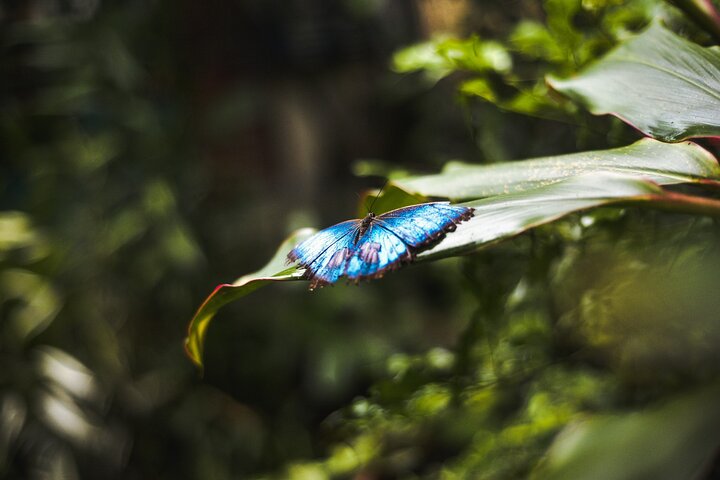 Tropical Rainforest, Hanging Bridges And Jungle Sloths Sanctuary