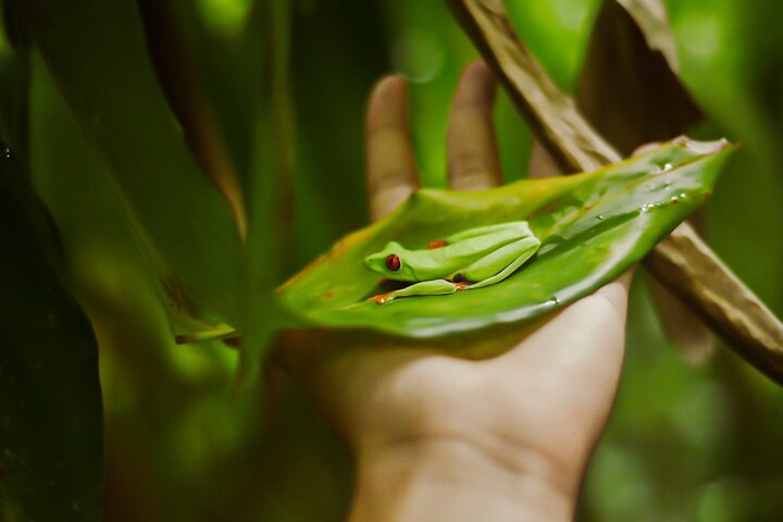 Tropical Rainforest, Hanging Bridges And Jungle Sloths Sanctuary