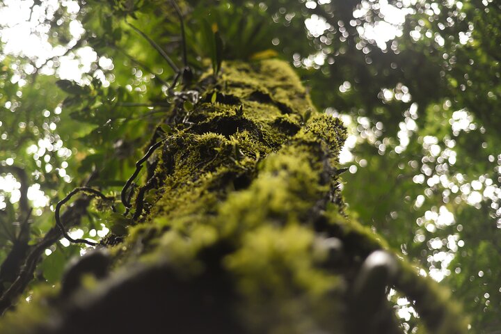 Tropical Rainforest, Hanging Bridges And Jungle Sloths Sanctuary