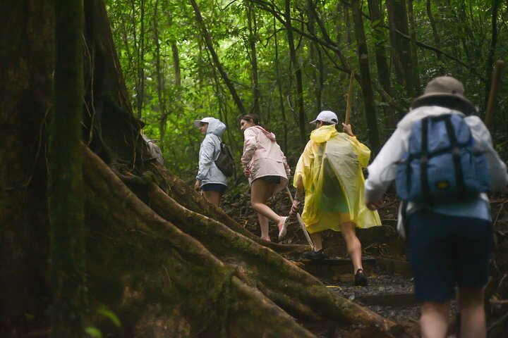 Tropical Rainforest, Hanging Bridges And Jungle Sloths Sanctuary