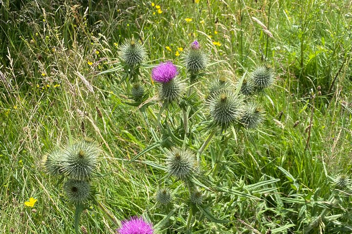 loch Ness, Inverness and Outlander Sites From Invergordon Port