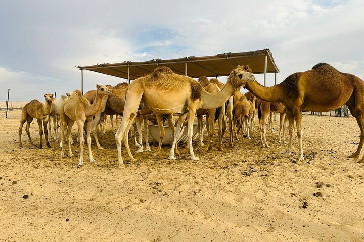 Abu Dhabi Desert Safari With BBQ Dinner & Live Shows