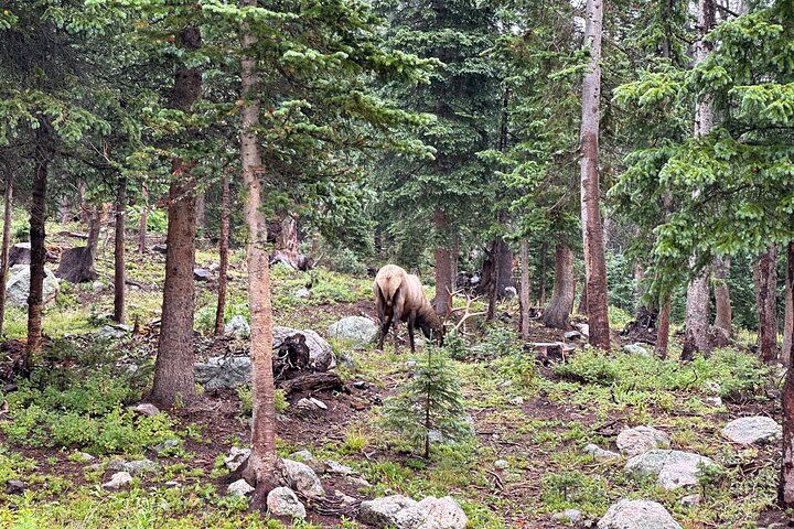 Retractable Glass Top Tour in Rocky Mountain National Park
