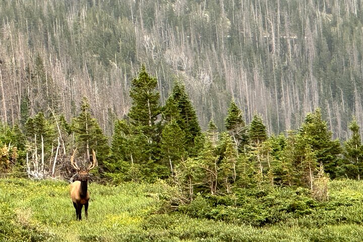 Retractable Glass Top Tour in Rocky Mountain National Park