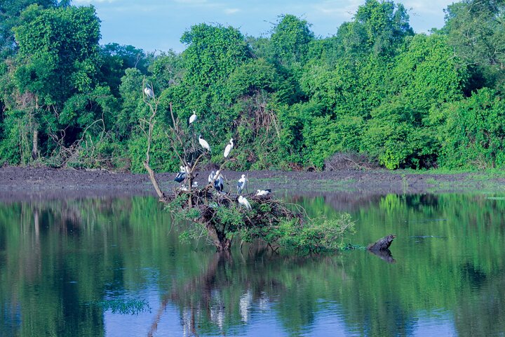 Wasgamuwa National Park Safari | Jeep with Tickets