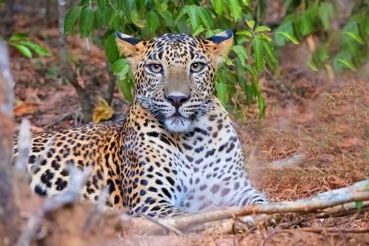 Wasgamuwa National Park Safari | Jeep with Tickets