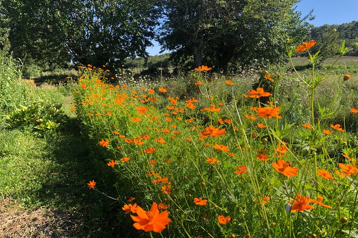 Private Introduction to plant color in Forcalquier in Provence