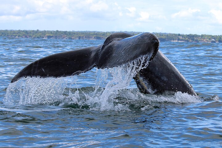 Bahía Málaga: Humpback Whale Watching in Cali - Colombia