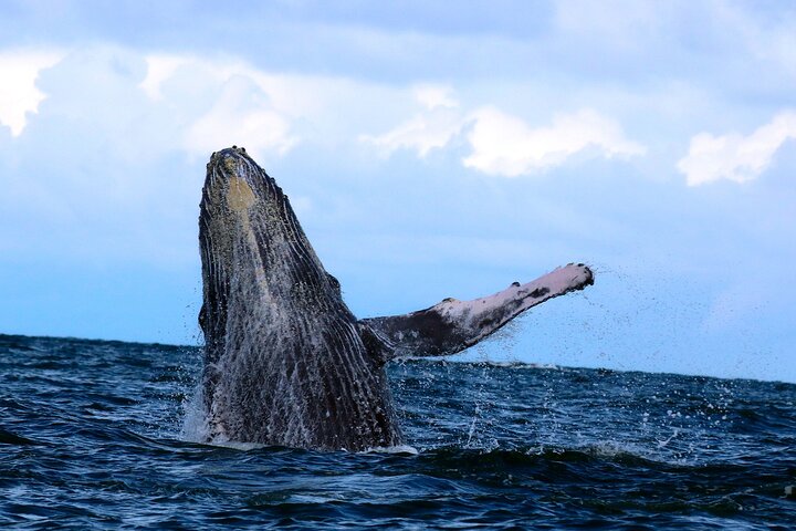 Bahía Málaga: Humpback Whale Watching in Cali - Colombia