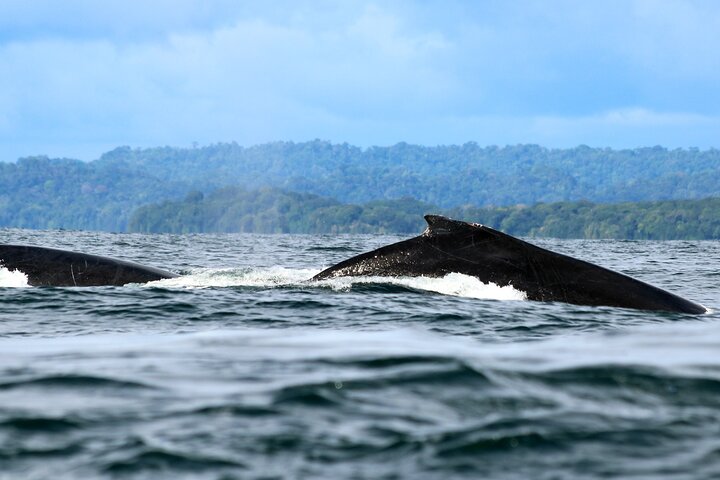 Bahía Málaga: Humpback Whale Watching in Cali - Colombia