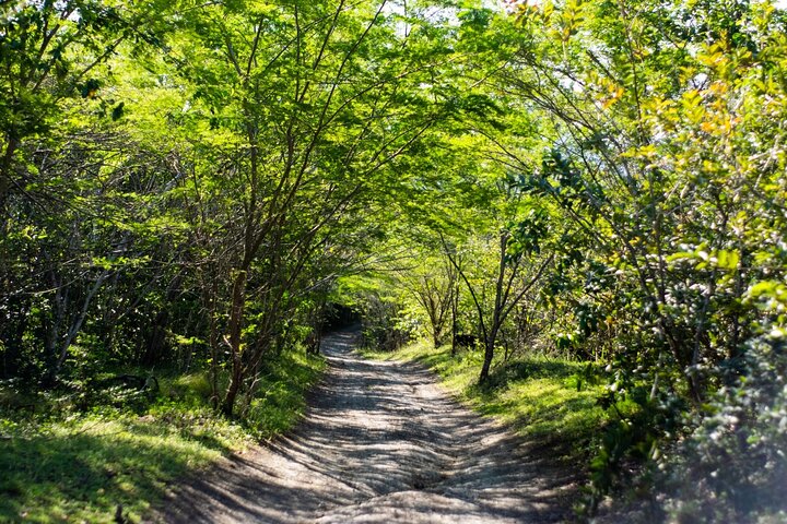 Half-Day Buggy Guided Adventure for Amber Cove and Taino Bay