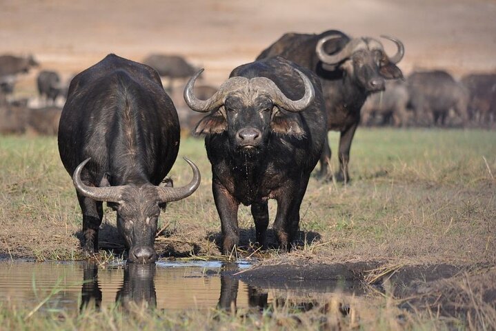 Half Day Guided Tour in Nairobi National Park With 4*4 Vehicle