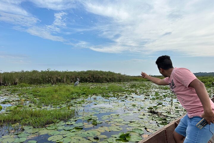1/2 Mabamba Swamp Shoebill Tour