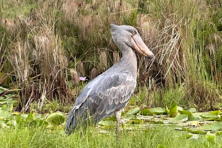 1/2 Mabamba Swamp Shoebill Tour