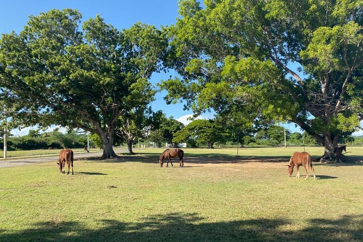 Vieques Bio Bay Tour and Beach Day Trip from San Juan by Ferry