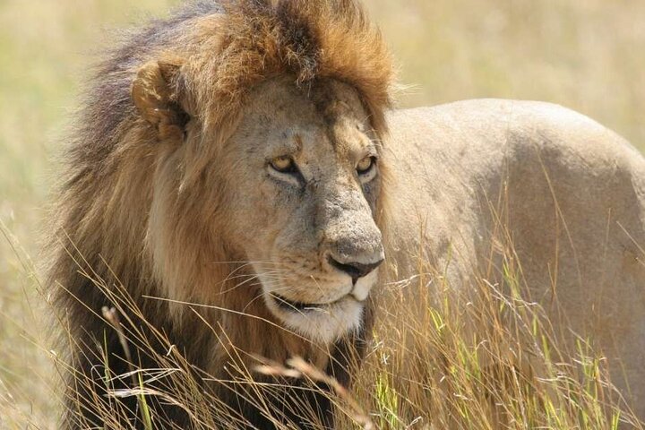 Half Day Guided Tour in Nairobi National Park With 4*4 Vehicle