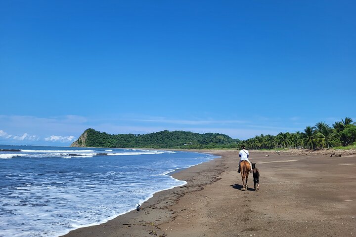 Jungle and Beach Horseback Riding Tour - 2H 1/2