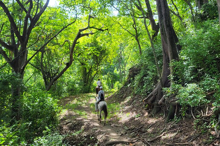 Jungle and Beach Horseback Riding Tour - 2H 1/2