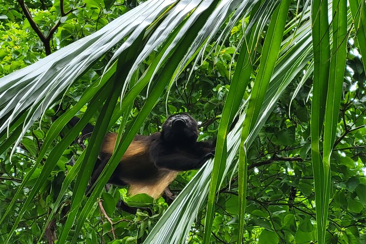 Jungle and Beach Horseback Riding Tour - 2H 1/2