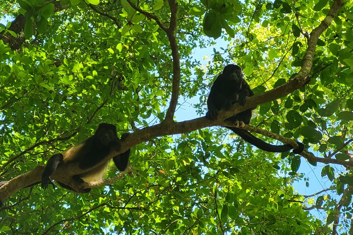 Jungle and Beach Horseback Riding Tour - 2H 1/2