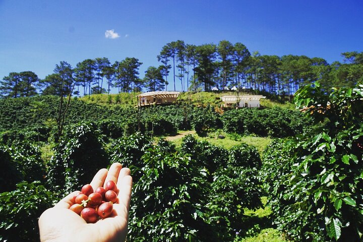 Coffee Farm Tour with Roasting & Tasting Workshop - Da Lat
