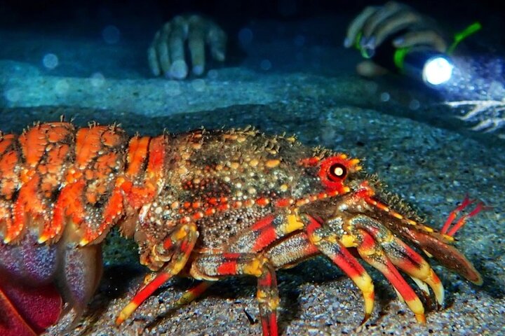 Redang Night Snorkeling Trip (Private Tour)