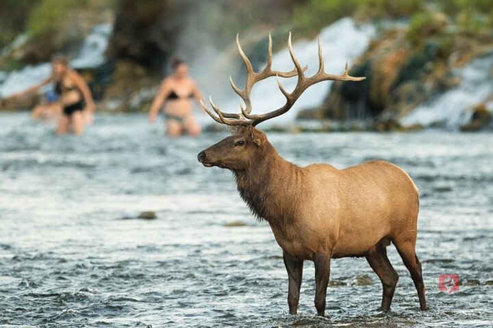 Self-Guided Audio Driving Tour in Yellowstone and Grand Teton
