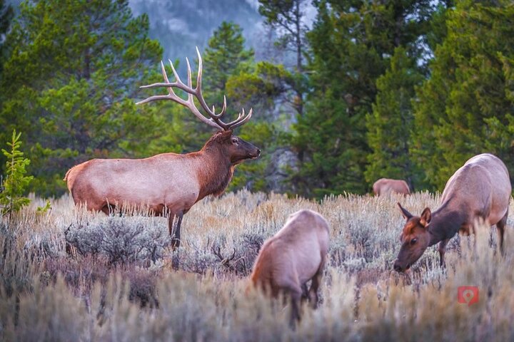 Self-Guided Audio Driving Tour in Yellowstone and Grand Teton