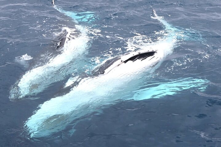 Spirit of Hervey Bay Whale Watching Cruise