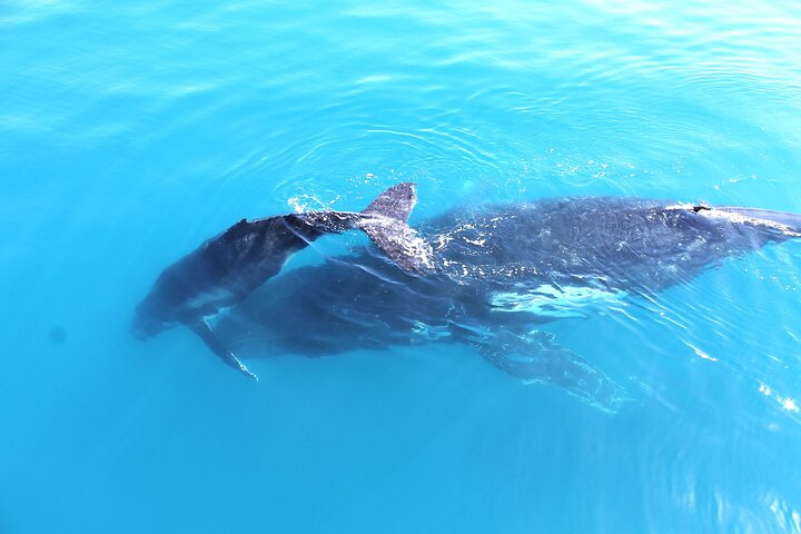 Spirit of Hervey Bay Whale Watching Cruise
