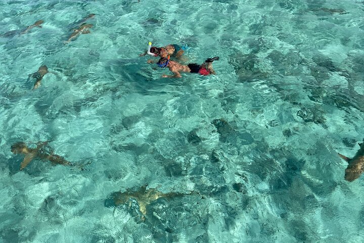 Half day lagoon safari tour in Bora Bora- Shared tour