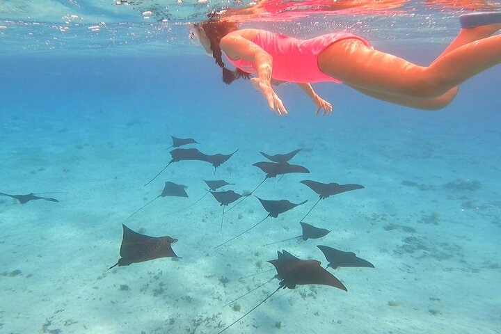 Half day lagoon safari tour in Bora Bora- Shared tour