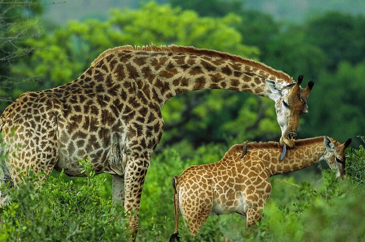 Nairobi National Museum, Giraffe Center & Bomas Kenya Guided Tour