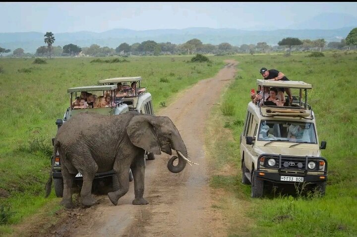Day Trip Safari to Mikumi National Park from Zanzibar