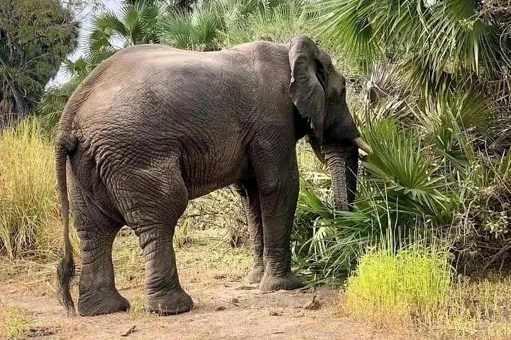 Day Trip Safari to Mikumi National Park from Zanzibar