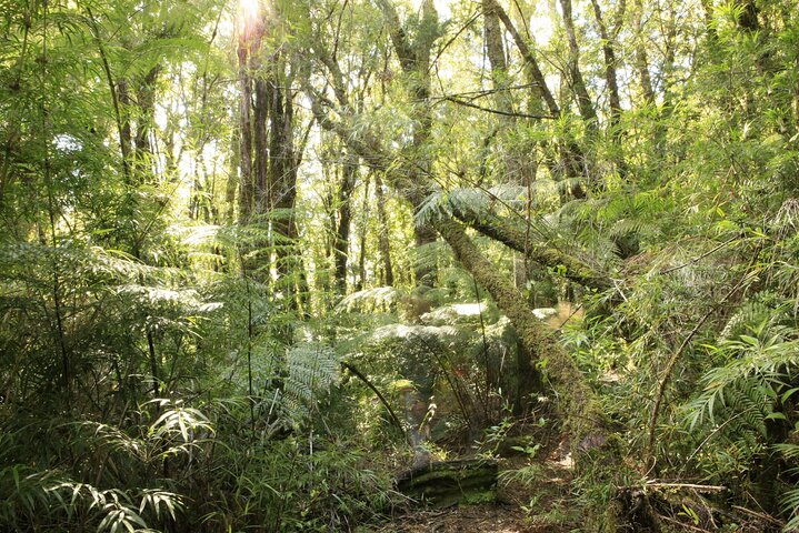 Full Day Chaihuin and Corral Coastal Route in Valdivia