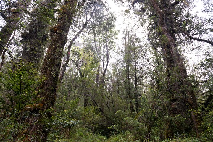 Full Day Chaihuin and Corral Coastal Route in Valdivia