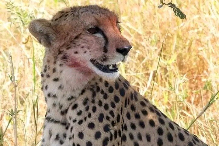 Day Trip Safari to Mikumi National Park from Zanzibar