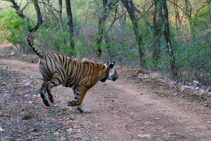 Sariska Tiger Reserve Assistance for Gypsy Private Safari Tickets