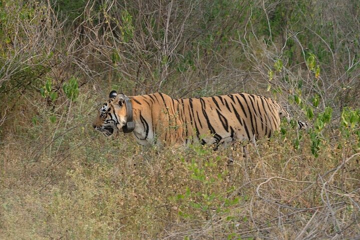 Sariska Tiger Reserve Assistance for Gypsy Private Safari Tickets